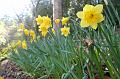 Daffodils, Pirianda Gardens IMG_7091